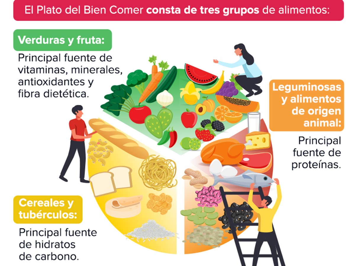 Cómo debe ser el plato del buen comer para niñas y niños? | Colegio Sn.  Ángel de Coatzacoalcos